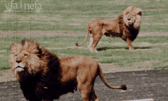 Fantastic 1972 film footage from Lambton Lion Park.