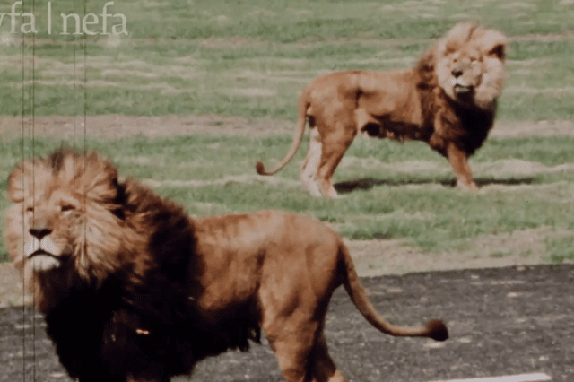 Fantastic 1972 film footage from Lambton Lion Park.