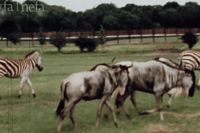 Some of the other animals which were residents of the park in 1972.