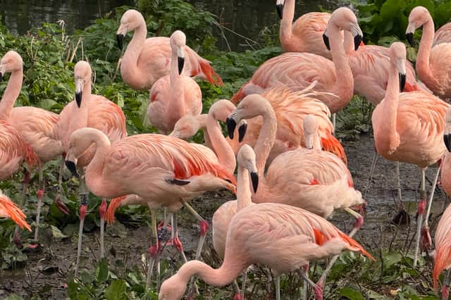 Washington Wetlands Centre's resident flock of 52 flamingos