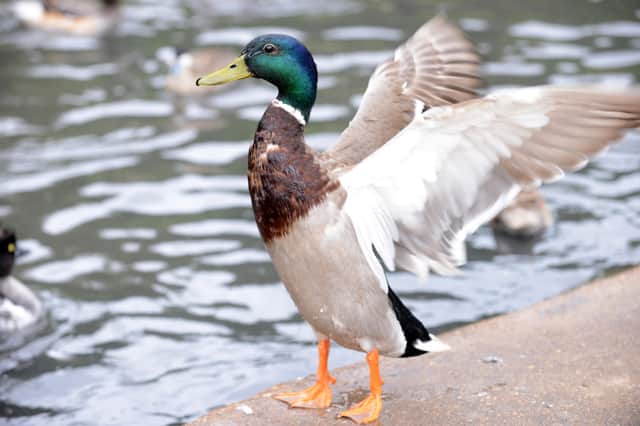 One of the many residents who call WWT home