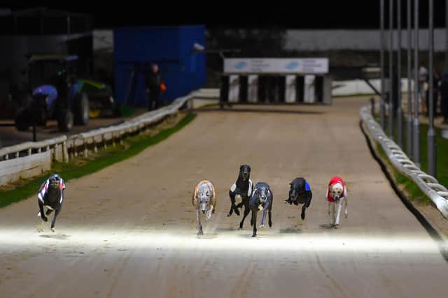 National Greyhound Week kicks off on Monday, August 24. 