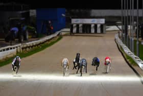 National Greyhound Week kicks off on Monday, August 24. 