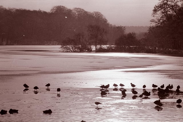 And the chilly weather made for some scenic shots of ducks on the lake at Newmillerdam Country Park in the 1980s.