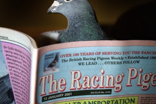A pigeon checks his form in 2001