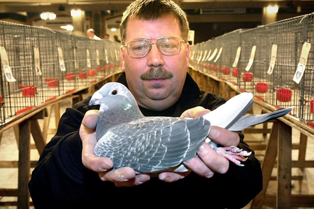 Ray Worley looks at a show racer he had just bought at the British Homing Pigeon World Show in 2003