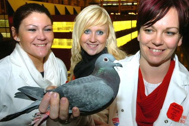 The British Homing World Show of the Year in 2010