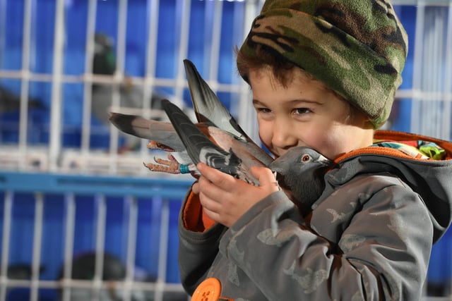 The British Homing World Pigeon Show in 2019.
Four-year-old William with his bird Mini Me.