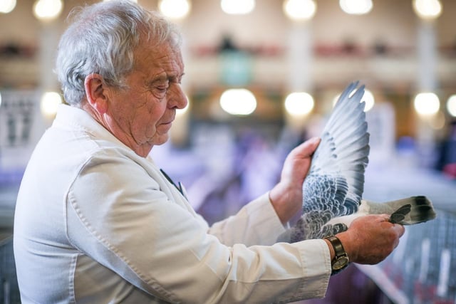 Committee member Terry Allen at the British Homing World Pigeon Show in 2020