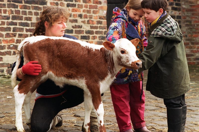 Angie Bellchamber, stockwoman at Temple Newsam's Home Farm is pictured with with an Irish Moiled beef calf and two young visitors from Alwoodley Primary, Nasrine Spinty andMichael Sykes.