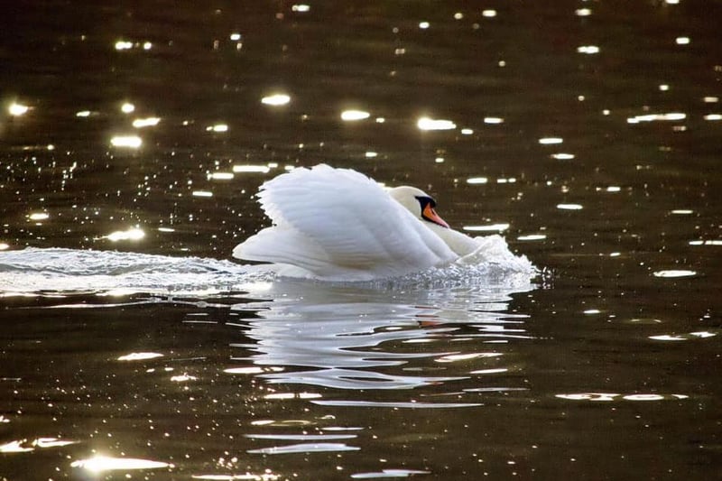 Nichola Sewell said: "Swan in territory protection mode at Newmillerdam. Sunlight peppered the surface of the water as it powered through."