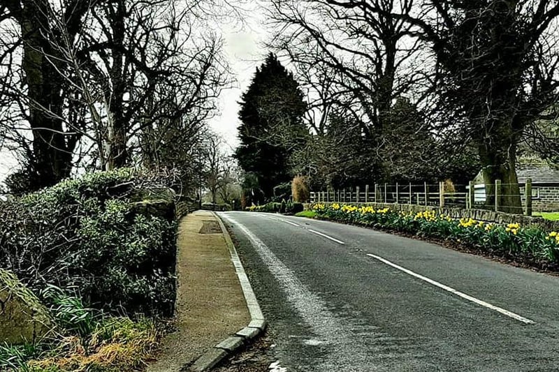 Dean Ward captured the first signs of spring with this photo of a row of daffodils lighting up the road into Woolley.