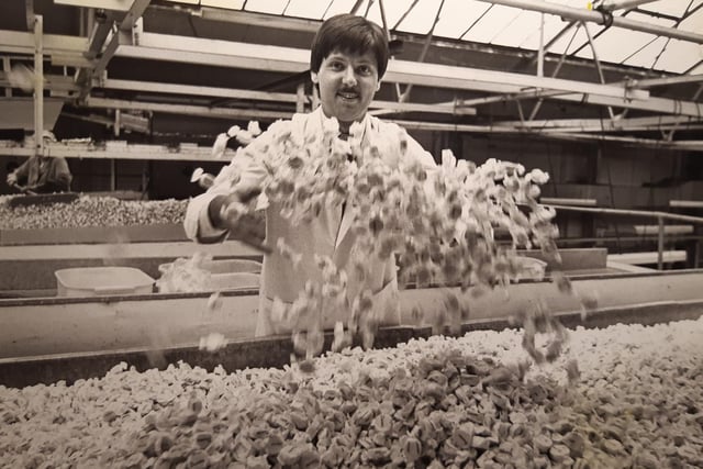 Stanley Kitt takes a look at the sweets ready for packing at Daintee Confectionary in June 1980
