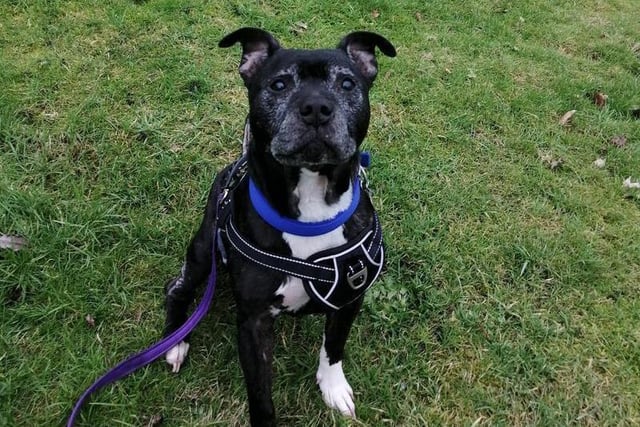 Meet cheeky and affectionate boy who enjoys a fuss and especially likes to try and sit on your lap to get up close and snuggly! He’s a playful boy and loves a good game of chase! Charlie would suit most family homes and could live with children.