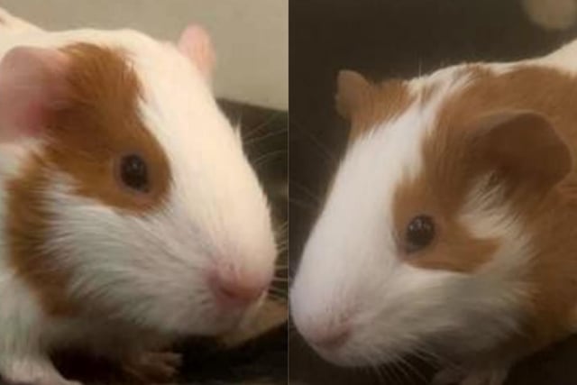 Meet gorgeous Goosebury & Pineapple, a pair of guinea pigs looking for a home together, as the only guinea pigs in the home. The duo will need lots of room to play and exhibit natural behaviours. Goosebury and Pineapple will be ready to head to their new homes in mid-March.