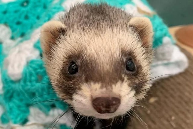 Little Florence is looking for her forever home, hopefully with another ferret best friend! Ferrets are incredibly social animals and prefer not to live on their own. She would be better suited to a home without children that want to handle her. Florence will need a large enclosure.