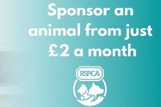You can now become an Animal Sponsor from as little as 50p per week at www.rspcahalifaxhuddersfieldbradford.org.uk/sponsor-an-animal