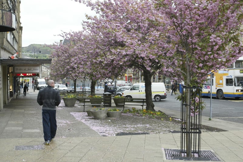Picture showing the cherry trees in George Street, Halifax, which were due to be removed in 2004.