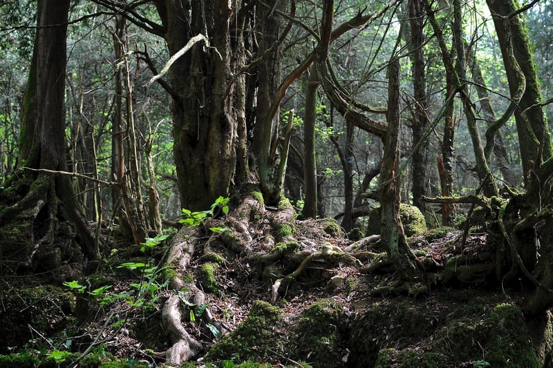 One of the most well-known UK filming locations for Star Wars is Puzzlewood. Scenes from The Force Awakens include interactions between Rey and Kylo Ren after she escapes Maz Kanata's castle. The ancient woodland site has also been featured in Harry Potter, Doctor Who and Merlin.