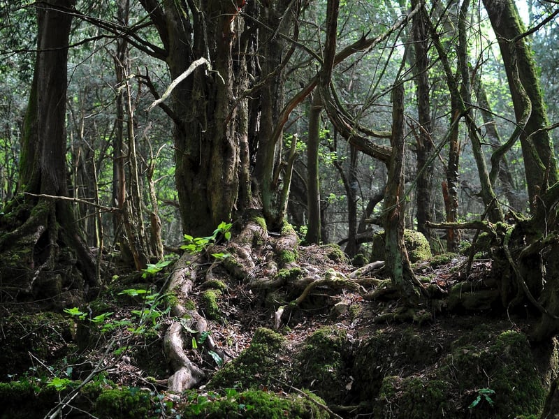 One of the most well-known UK filming locations for Star Wars is Puzzlewood. Scenes from The Force Awakens include interactions between Rey and Kylo Ren after she escapes Maz Kanata's castle. The ancient woodland site has also been featured in Harry Potter, Doctor Who and Merlin.