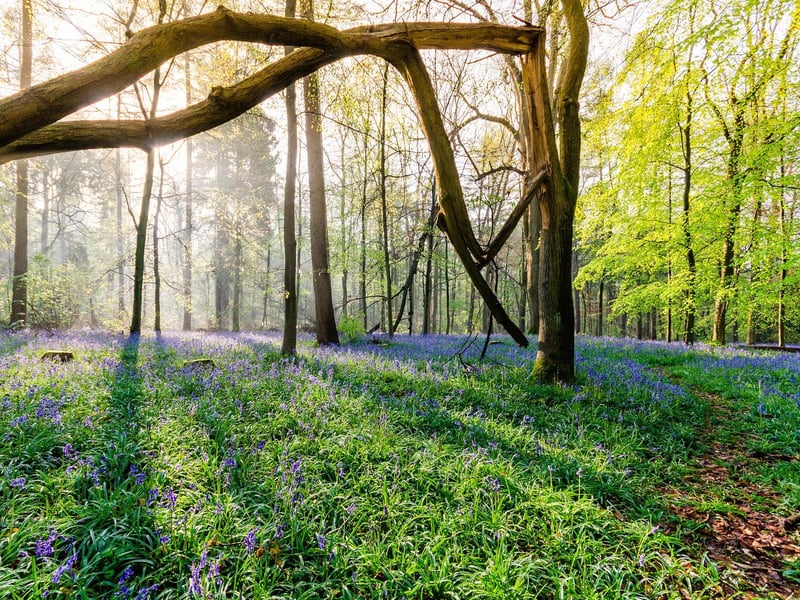 Whippendell Wood featured in two scenes in The Phantom Menace, but you'll have to be quick to spot it. The opening scenes where Qui-Gon Jinn and Obi-Wan Kenobi meet Jar Jar Binks was filmed at the 165-acre land, along with being the setting for the Gungan Sacred Place on Naboo.