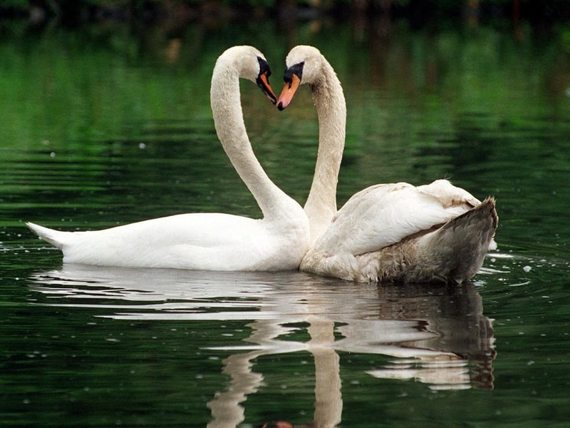 Do you remember Charlie the swan who flew into some overhead power lines at Leeds Station? After weeks of care he was released on a lake in Halifax.
