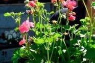 If a dog chews and swallows this pelargonium flower it can cause vomiting, depression, and skin irritation.
