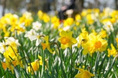 Narcissus is one of spring's most popular bulbs and are spotted all over the UK come spring. However, these yellow flowers can be fatal to dogs and can give them diarrhea and sickness.