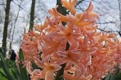Hyacinths bloom in mid-spring, filling our gardens and local parks with a burst of pastel colours. However, these seasonal plants can irritate dogs' mouths and gastrointestinal tracts, causing drooling and vomiting.