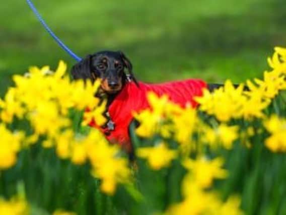 From tulips to rhubarb - these 10 toxic flowers and plants could be fatal to your dog