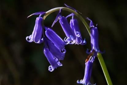 Hyacinthoides non-scriptas contain chemicals that can reduce dogs heart rate and cause vomiting, diarrhea, and disorientation.
