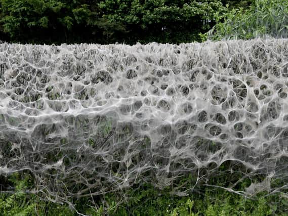 Pictures show incredible web created by ermine moths on Yorkshire hedge