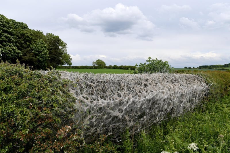 Ermine moth caterpillars cover the hedges they take refuge in to protect themselves from predators.