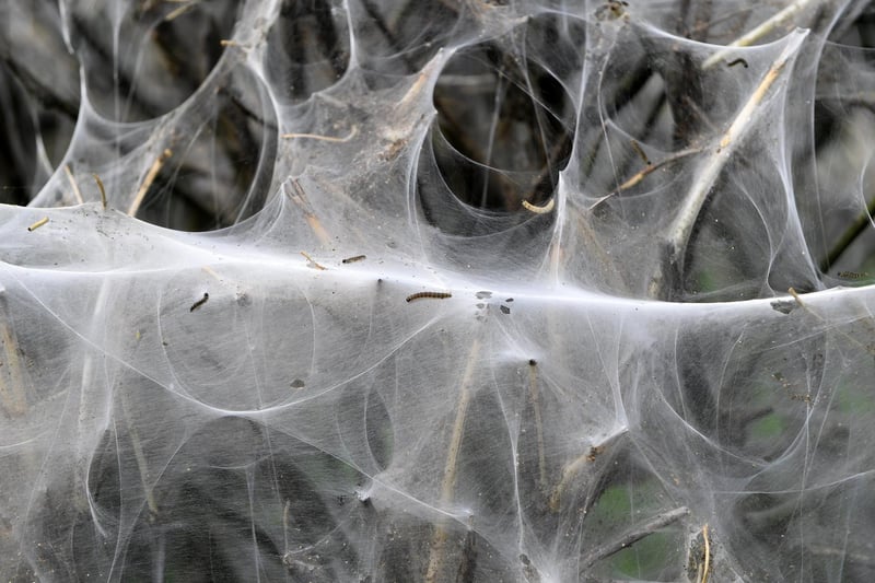 The small caterpillars form a huge communal web for safety from predators.