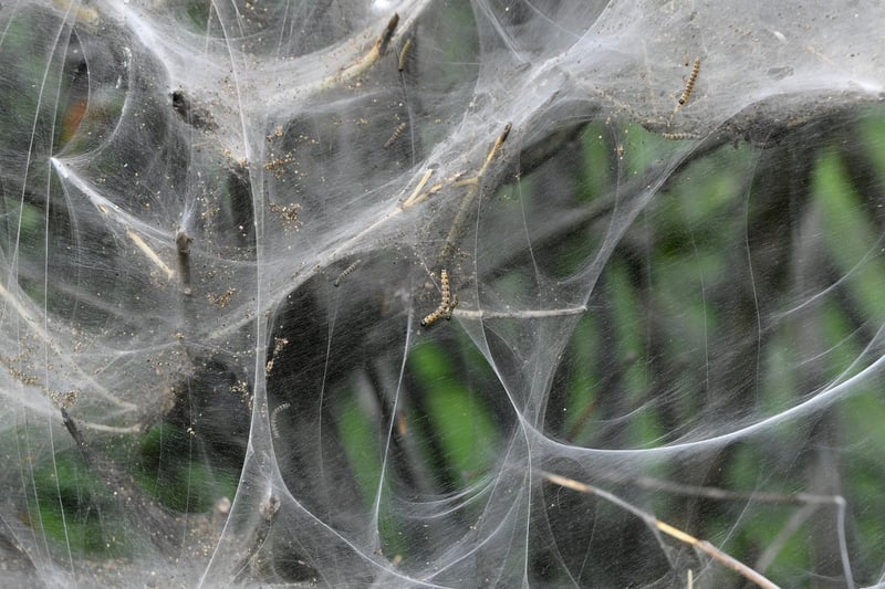 Thousands of the small caterpillars can be seen on the web