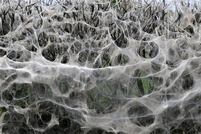 The impressive web has been catching the attention of people driving down the road.