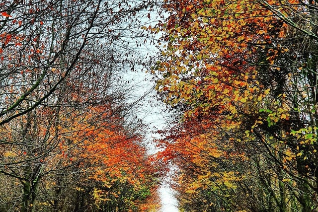 Thank you to Katie Everett for sharing her picture of the road leading up to Knepp Estate.