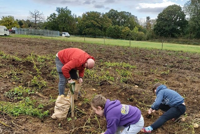Natalie Saunders-Neate wrote: "Learning to entertain ourselves with simple activities. Potato picking at Bayhorne Farm, Horley."