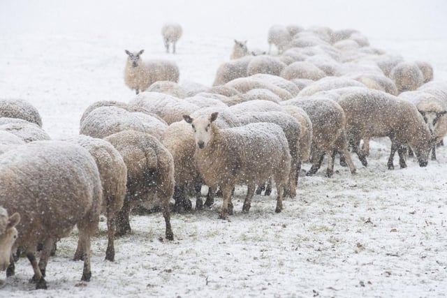 Sheep dusted with heavy snow