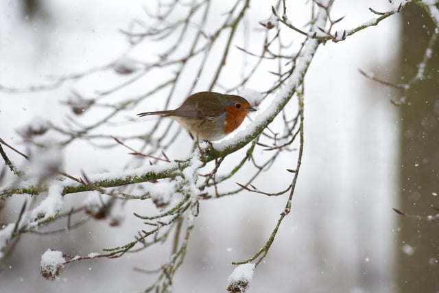 A little robin  frolics in the snow