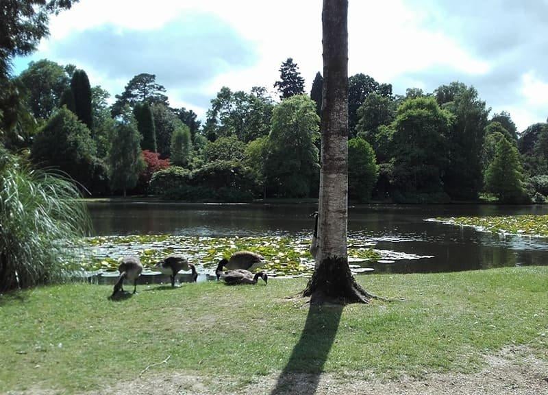 Sheffield Park has acres of landscaped garden, parkland and woodland perfect for a scenic picnic. Picture: Elaine Hammond SUS-170627-101555001