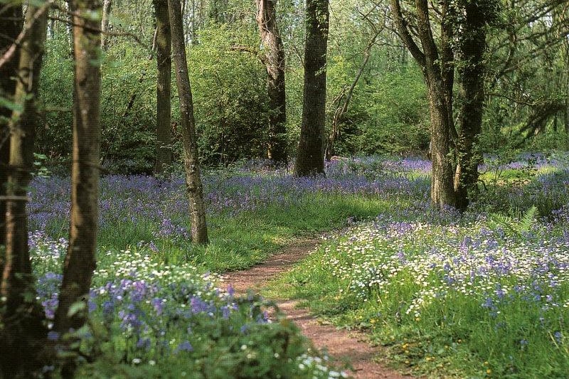 Tottington Woods is over 5 hectares of tranquil wilderness with clearings perfect for picnics. Pic: SUS00120130301080705