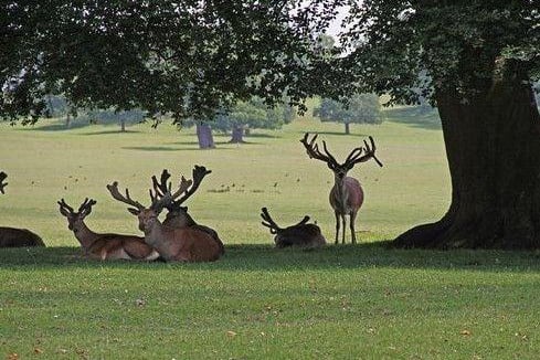 The deer park describes itself as a conservation area giving “sanctuary” to nine different species. The species was saved from extinction when it was introduced to Woburn Park in 1985.