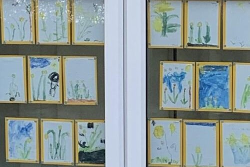Drawings and paintings of daffodils