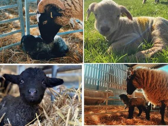 Lambing season is in full swing as Box Moor Trust welcomes new additions