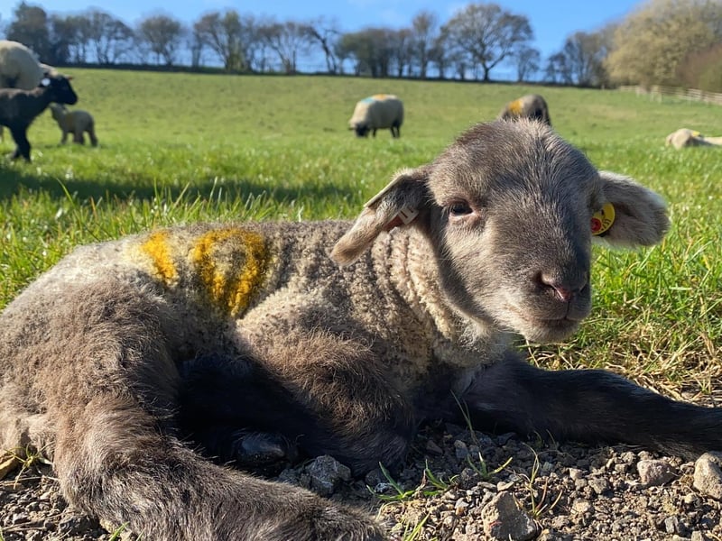 One of the new lambs