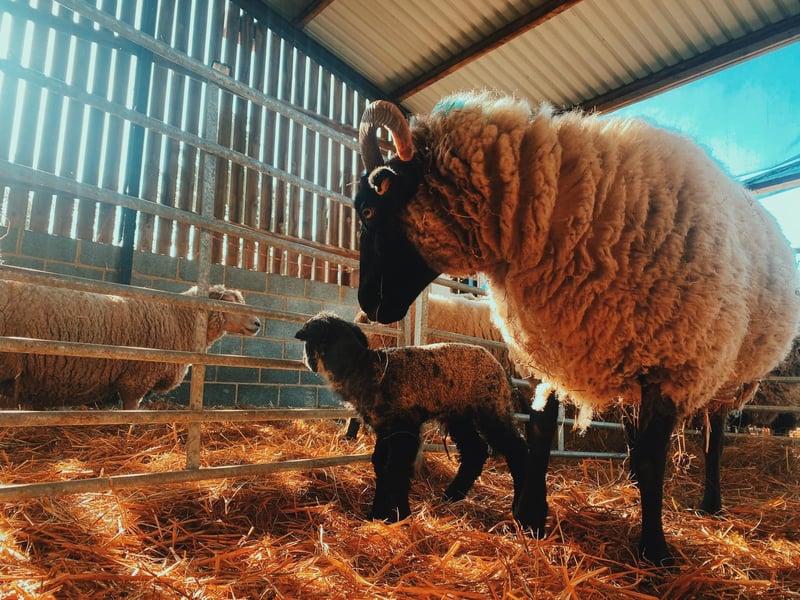 The new lambs will be kept in a nursery pasture for a few days