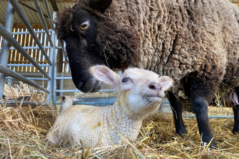Lambing at the Box Moor Trust started on Thursday, April 1