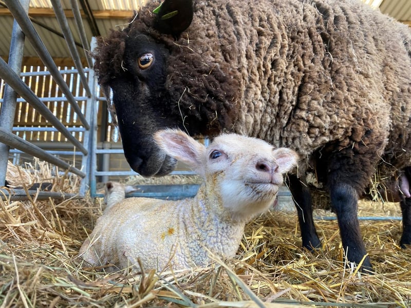 Lambing at the Box Moor Trust started on Thursday, April 1