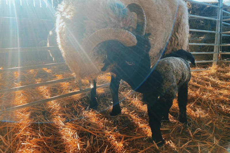 The trust could see up to 72 new arrivals this lambing season